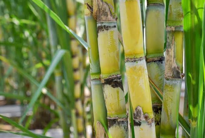 Petani Tebu Jember Minta KPK Usut Tuntas Kasus Suap Gula